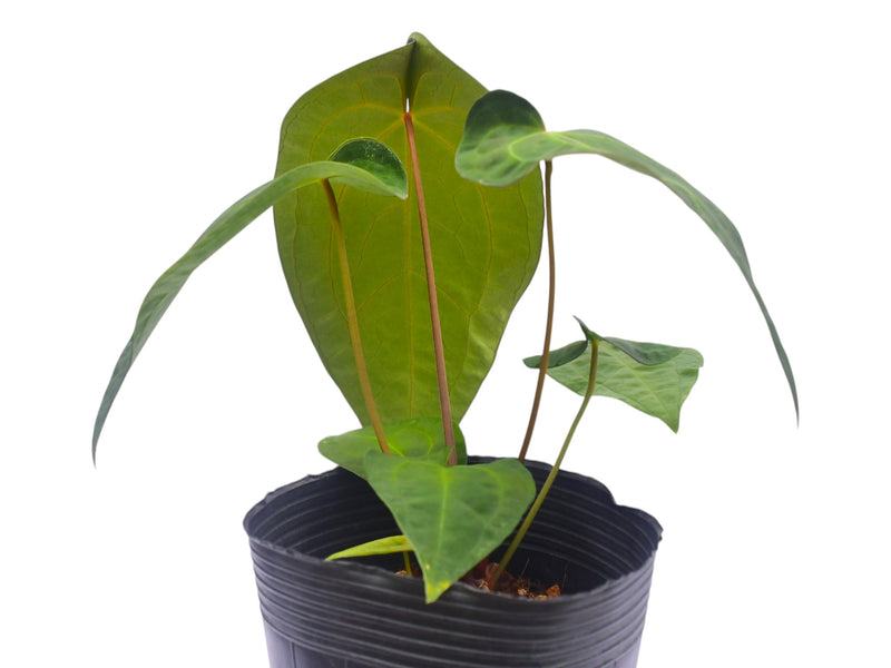 anthurium lavinia Anthurium Lavinia x Anth. Betsy Paradise