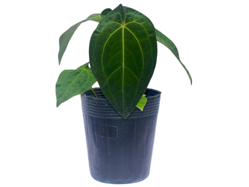 Anthurium Lavinia 'Inverse crossing' x Anth. Betsy Paradise