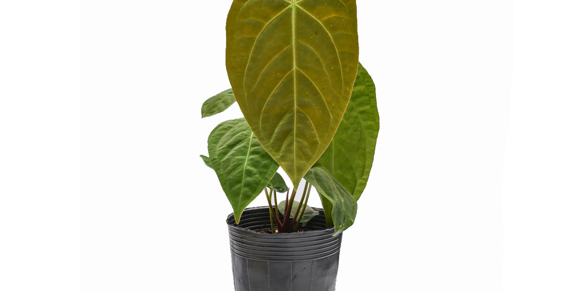anthurium history Anthurium Lavinia