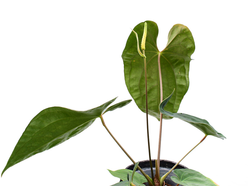 Anthurium Lavinia x (Anth. Silver Streak x Anth. besseae aff)