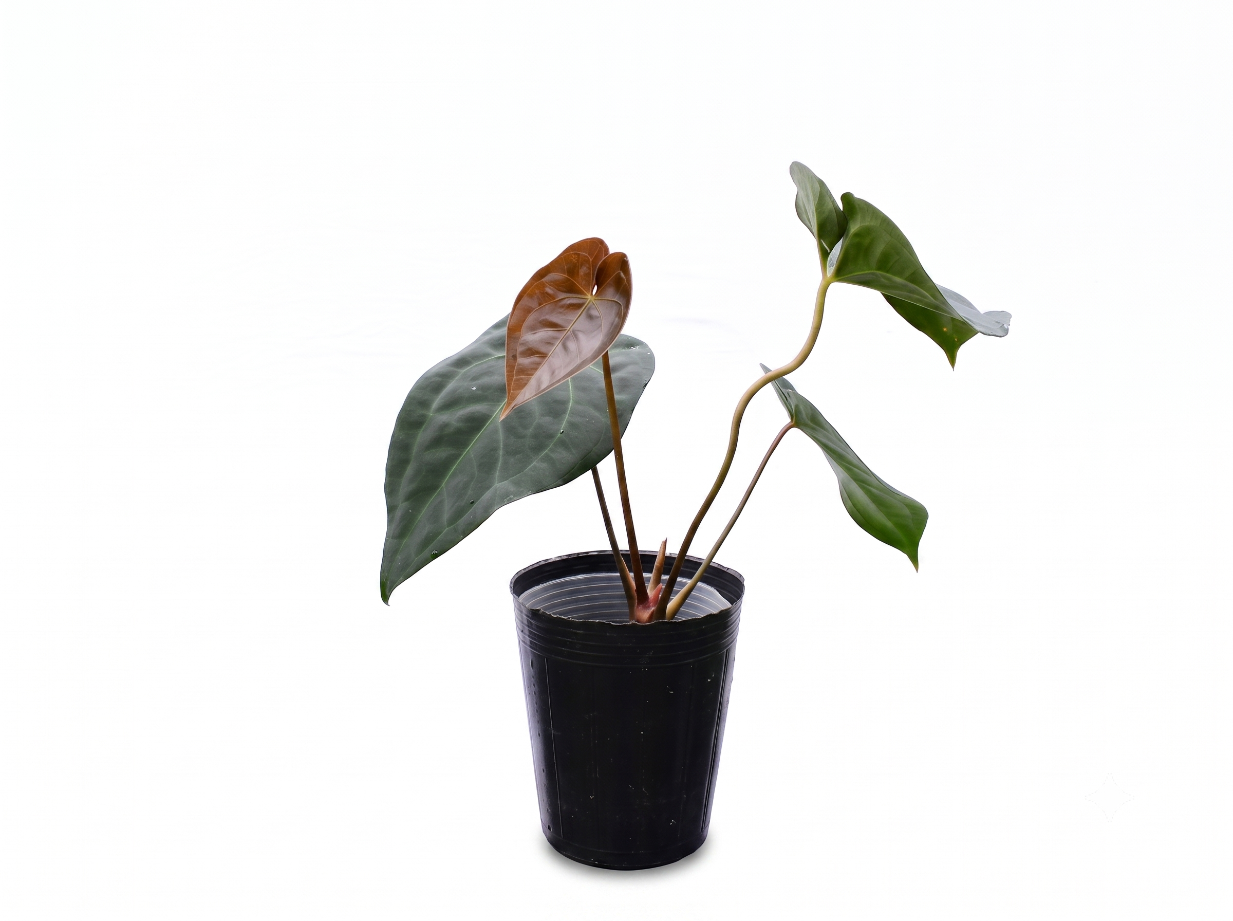 Anthurium Lavinia x Anthurium Titanium 'Fantasy'