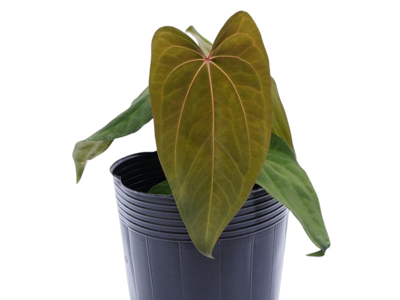 Anthurium Lavinia x Anthurium Lightning