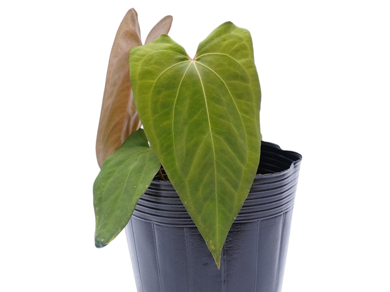 Anthurium Lavinia x Anthurium Lightning