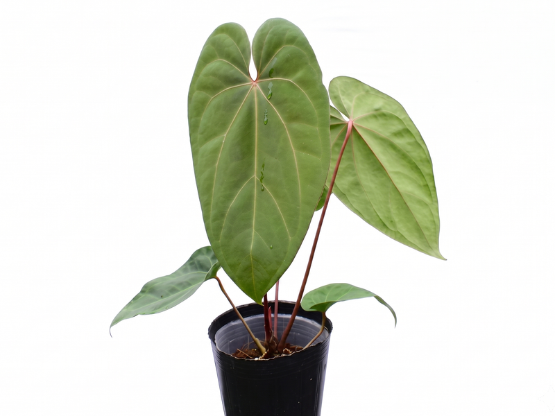 Anthurium Lavinia x Anthurium Titanium 'Fantasy'