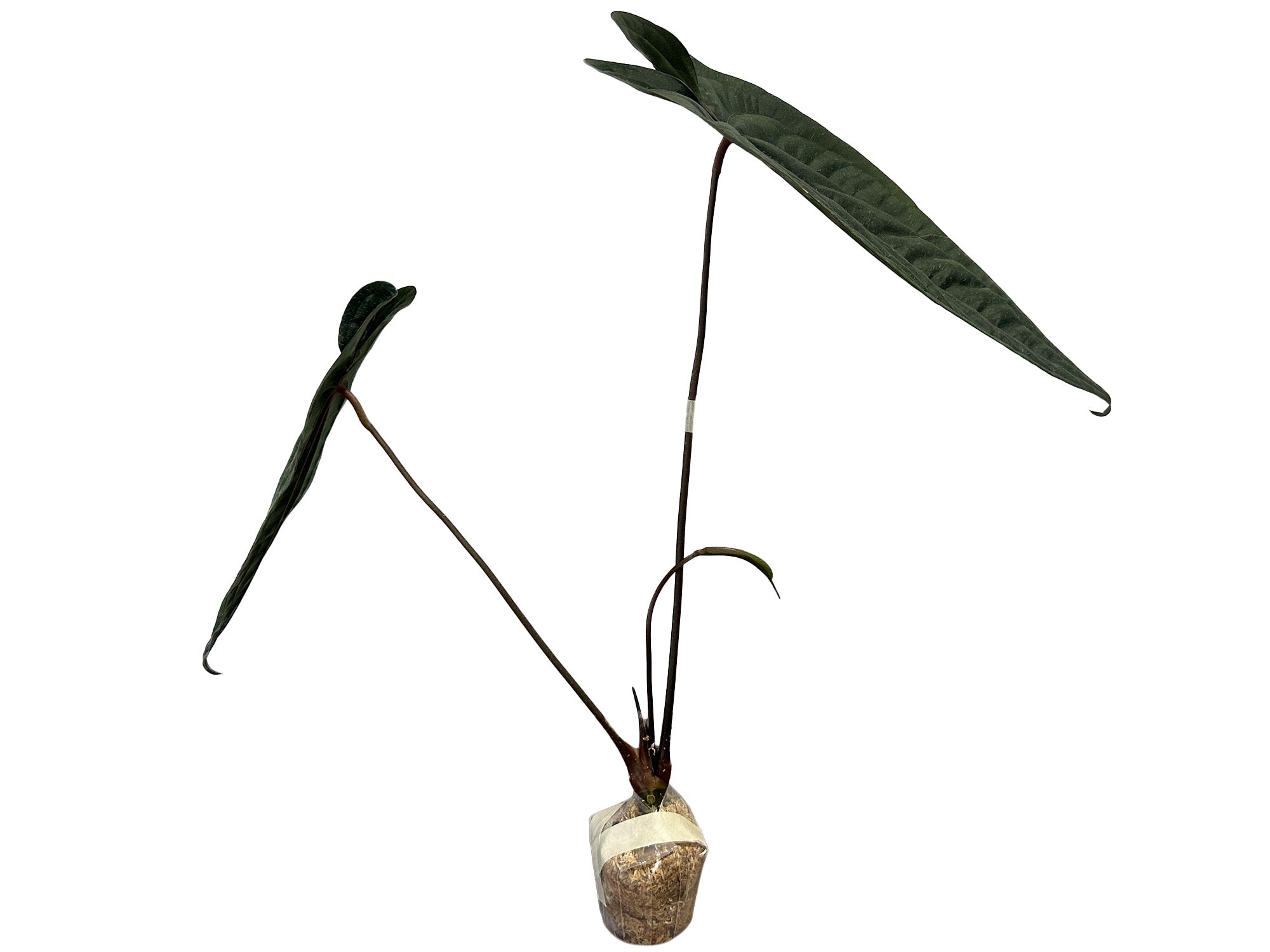 Anthurium Leonie Portilla — Ecuagenera Orquídeas del Ecuador