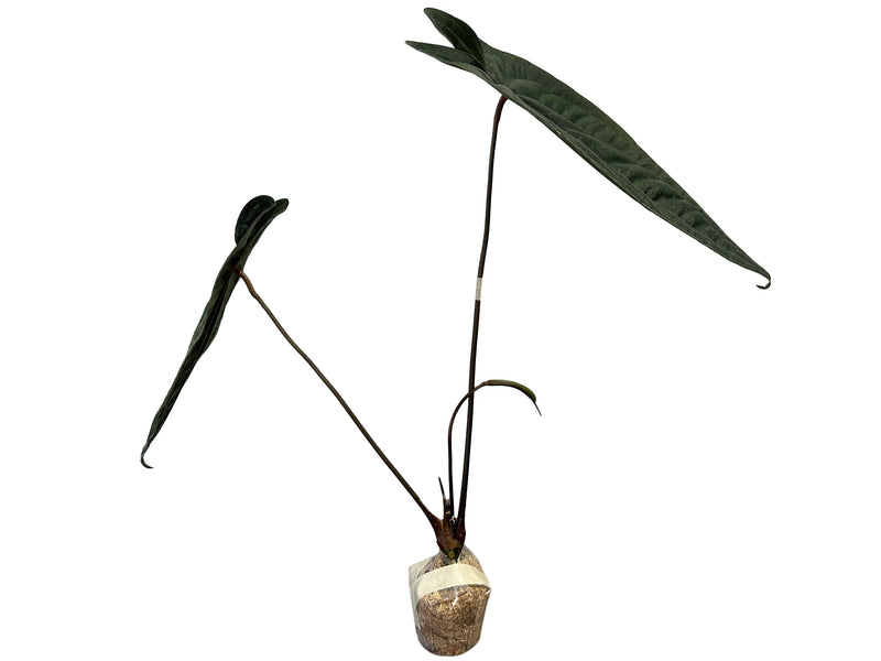 Anthurium Leonie Portilla