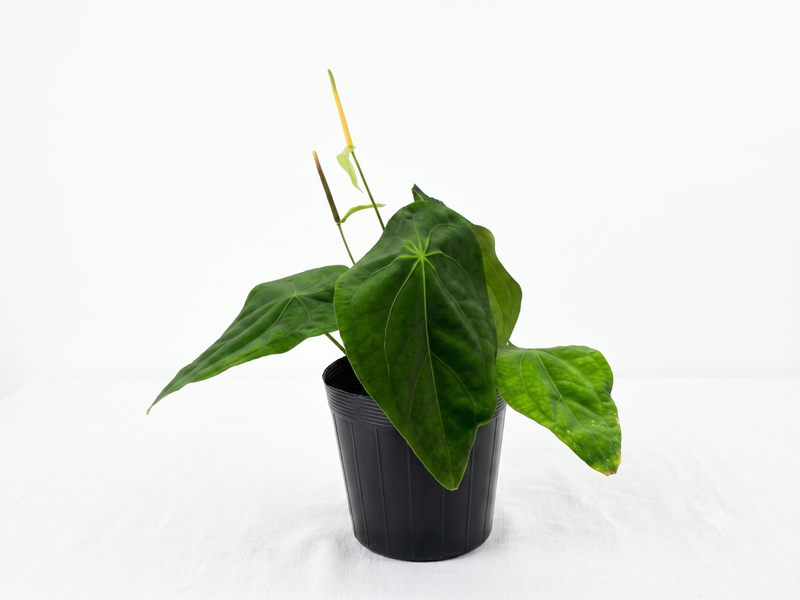 Anthurium Lightning
