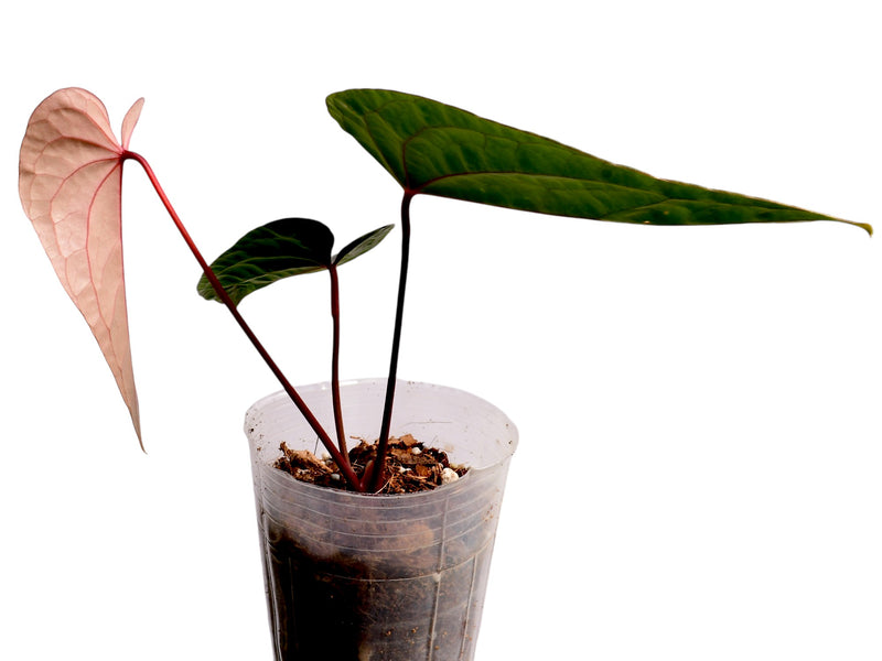 Anthurium Lightning x Anthurium Luxury Jungle