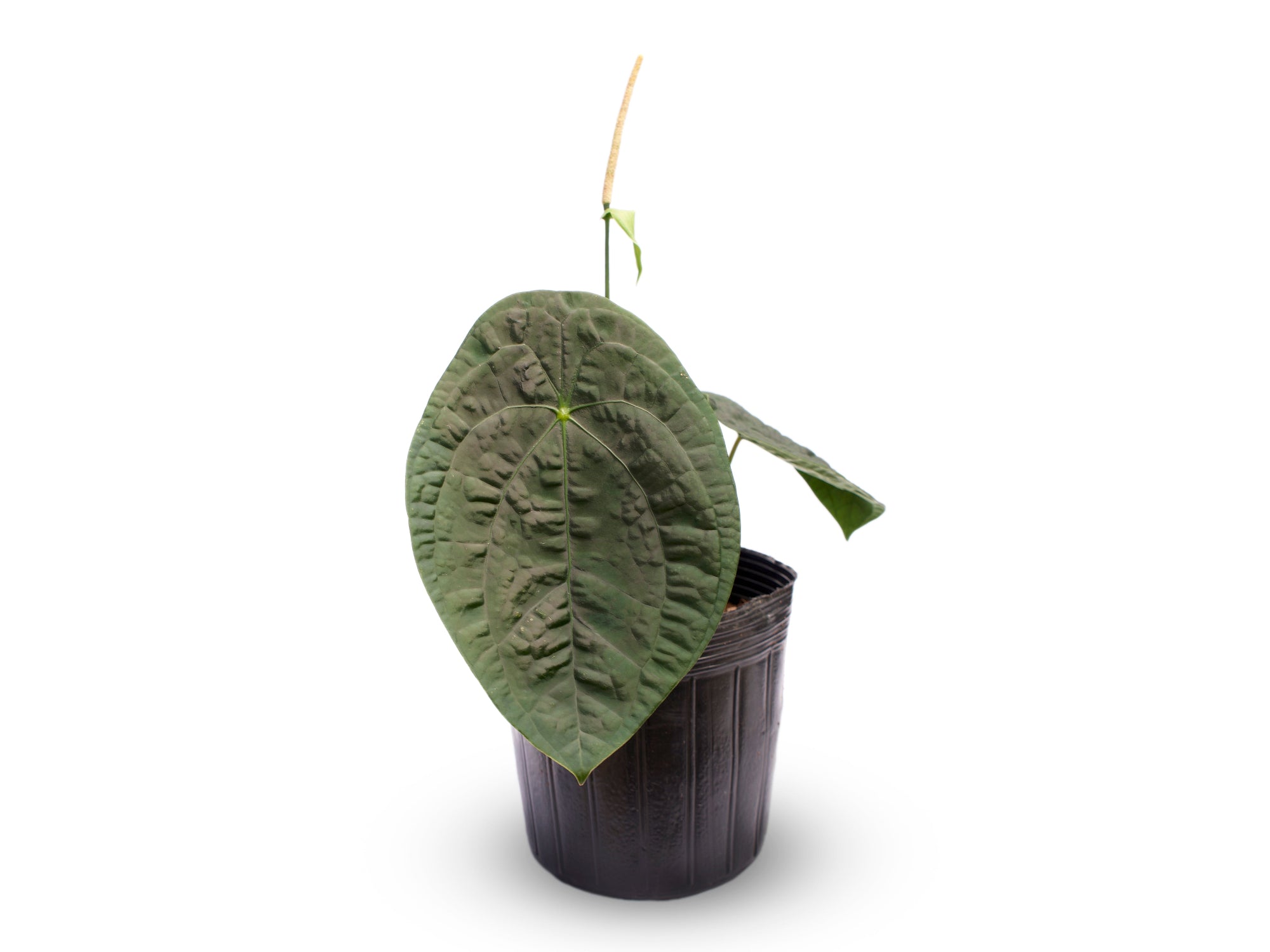 Anthurium Louis Forget