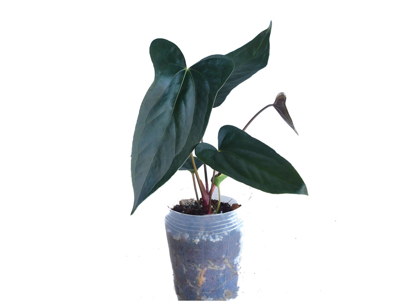 Anthurium Luis's Mustache inverse crossing