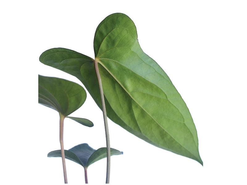 Anthurium Luis's Mustache inverse crossing