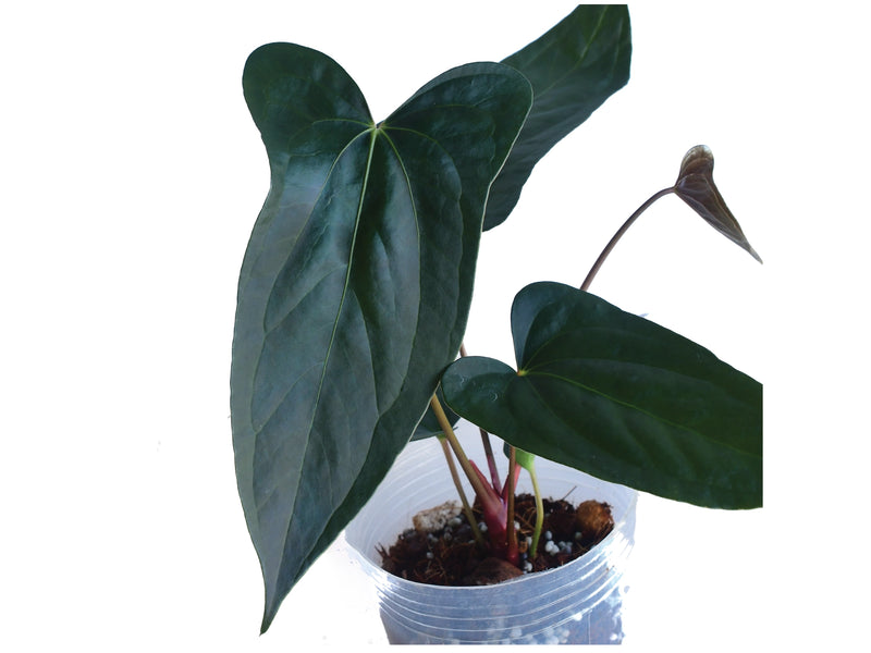 Anthurium Luis's Mustache inverse crossing