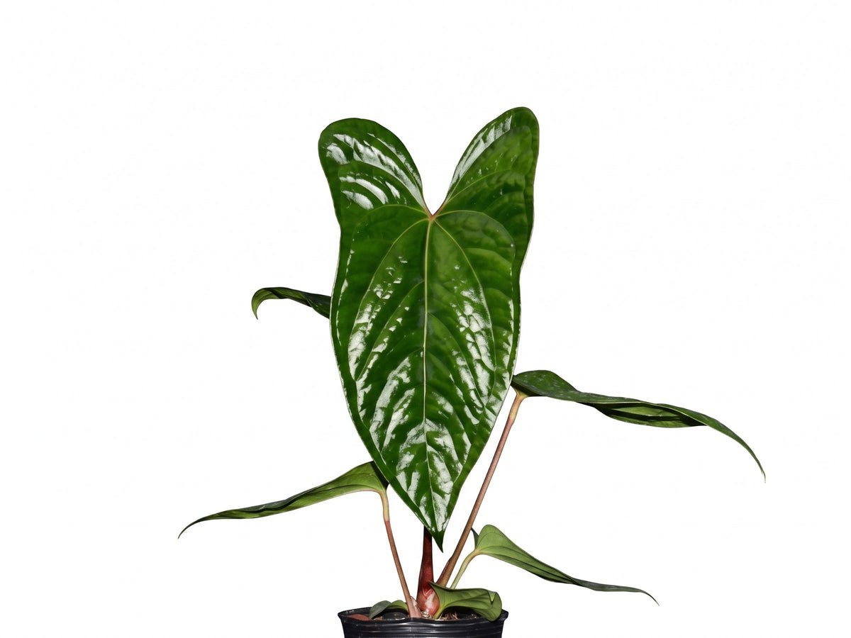 Anthurium Luxurious Shushupe x Anth. Espiritu de Montaña