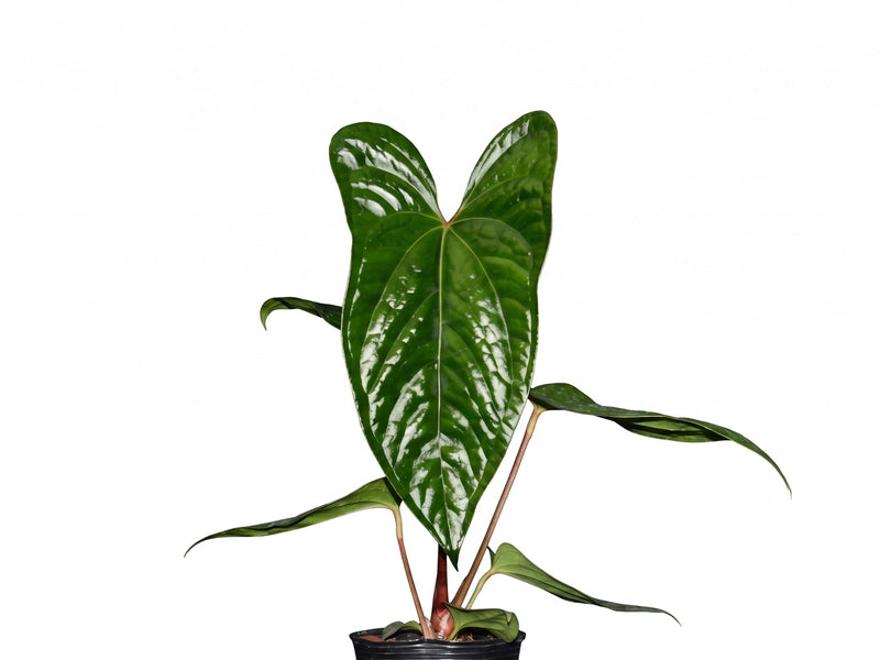 Anthurium Luxurious Shushupe x Anth. Espiritu de Montaña