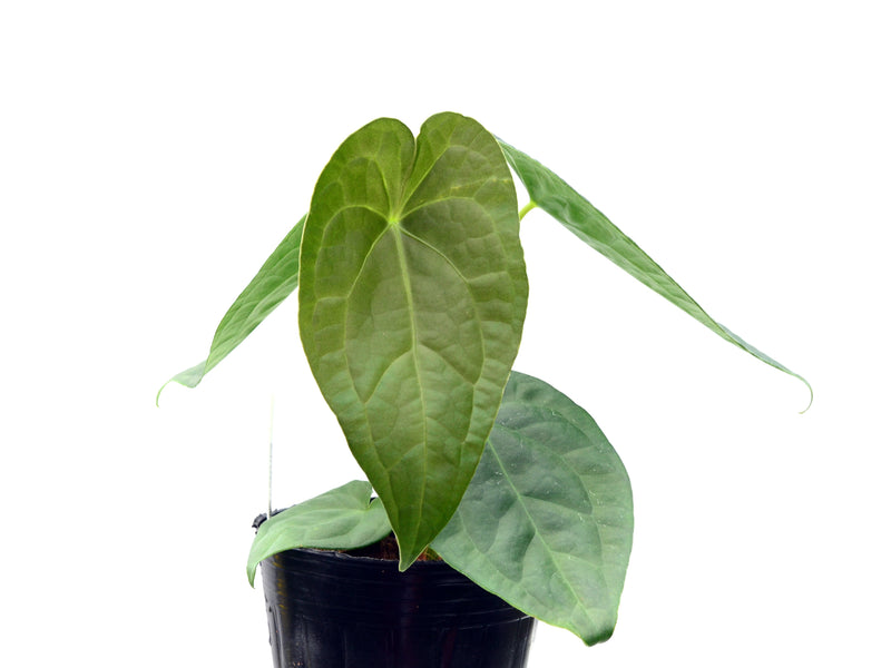 Anthurium Luxurious Shushupe x Anth. forgetii