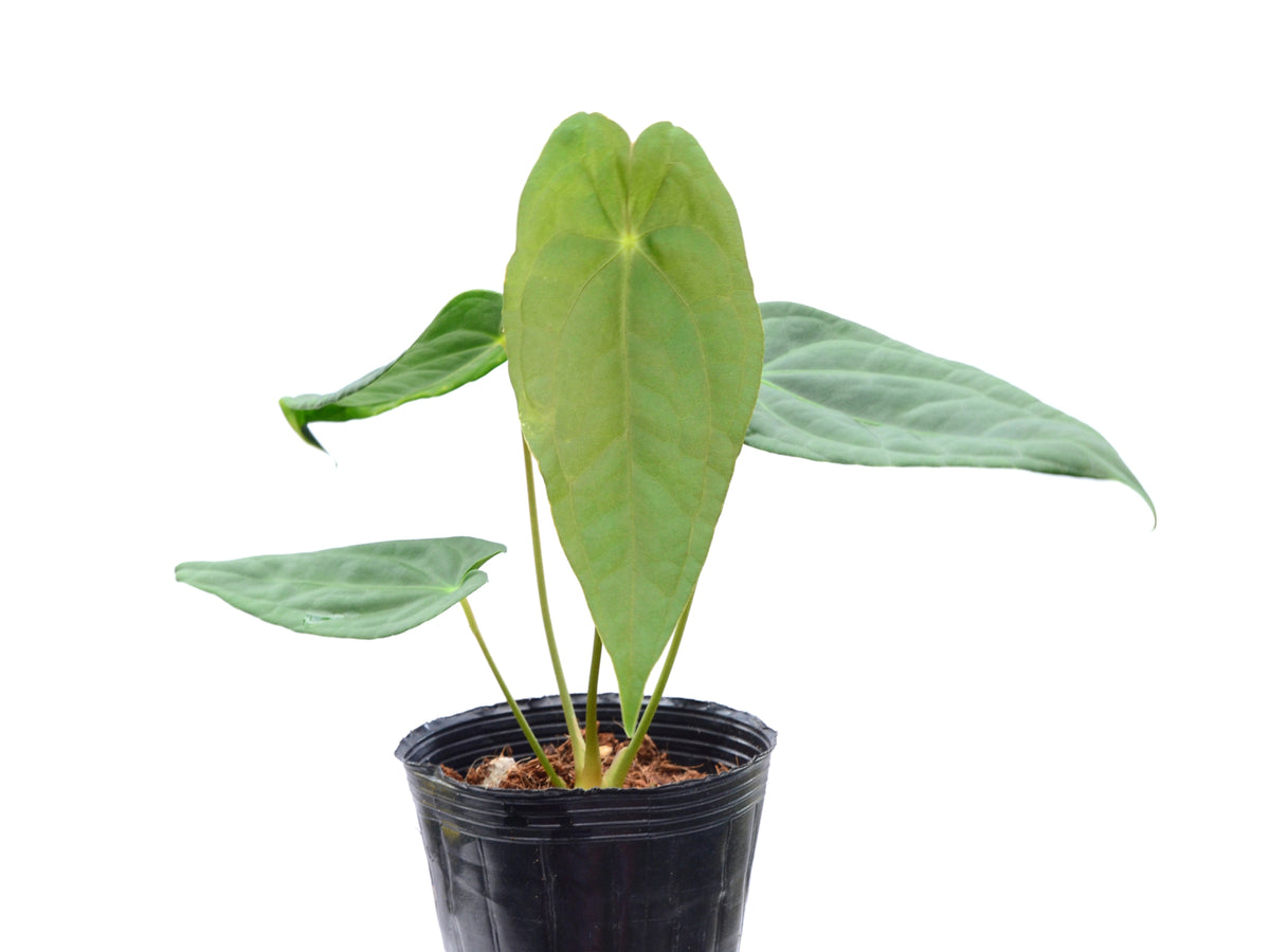Anthurium Luxurious Shushupe x Anth. forgetii