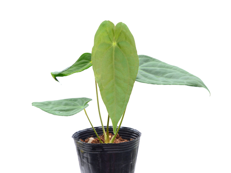 Anthurium Luxurious Shushupe x Anth. forgetii