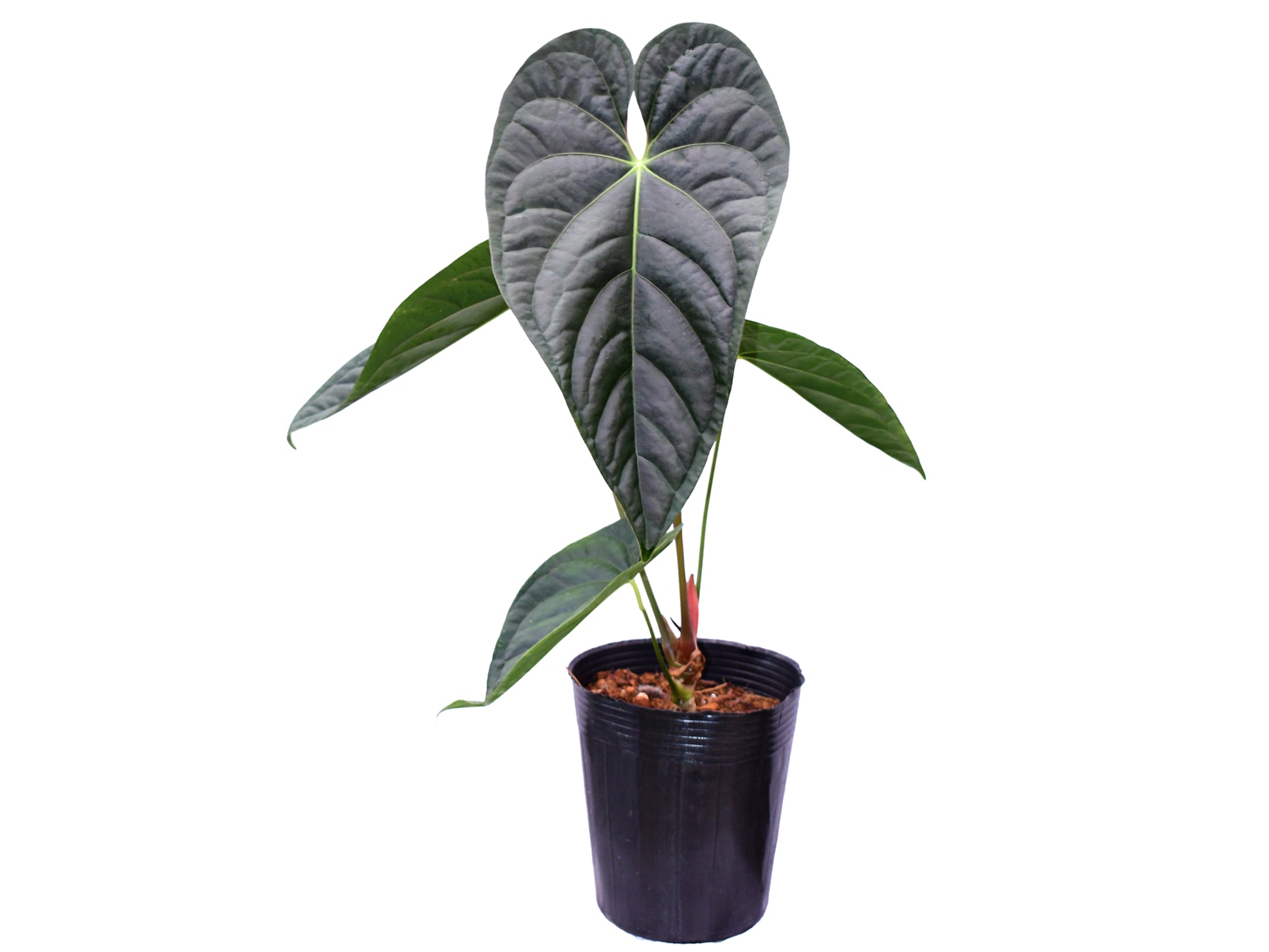 Anthurium Luxury Dreams 'Fantasy' x Anthurium papillilaminum