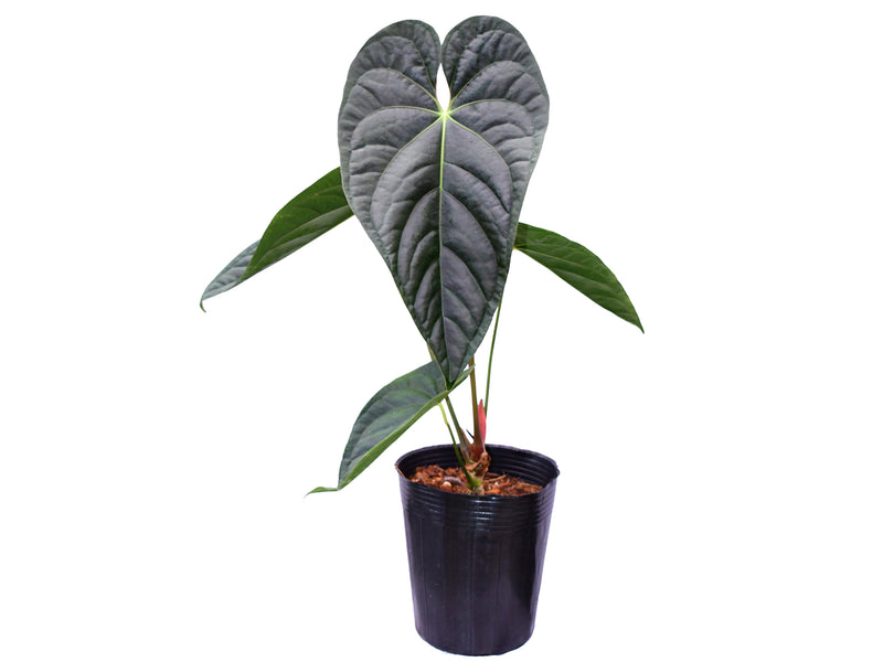 Anthurium Luxury Dreams 'Fantasy' x Anthurium papillilaminum