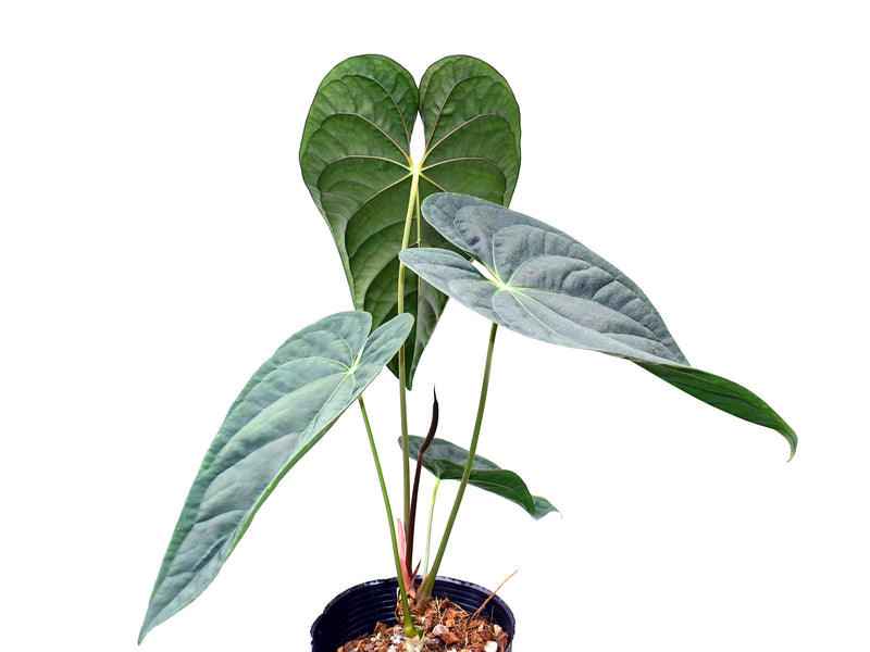 Anthurium Luxury Dreams 'Fantasy' x Anthurium papillilaminum