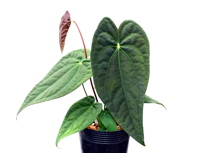 Anthurium Luxury Dreams 'Fantasy' x Anthurium papillilaminum