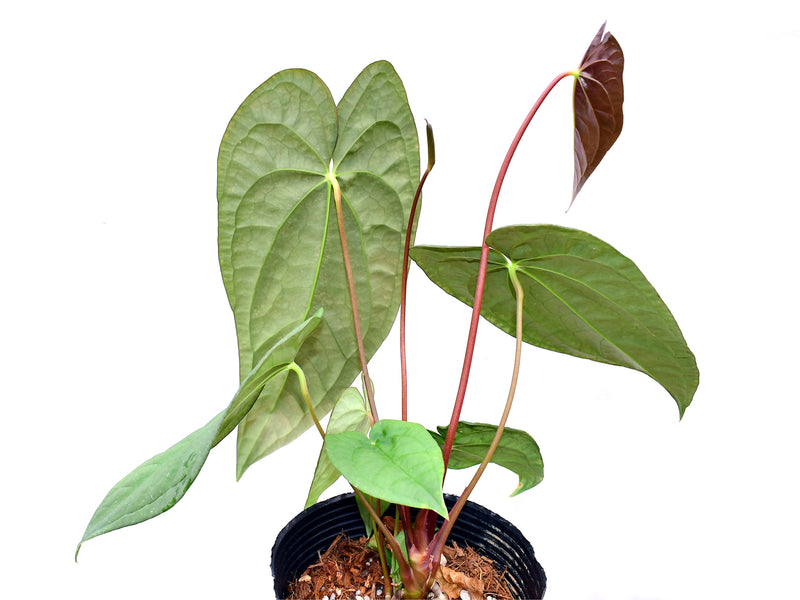 Anthurium Luxury Dreams 'Fantasy' x Anthurium papillilaminum