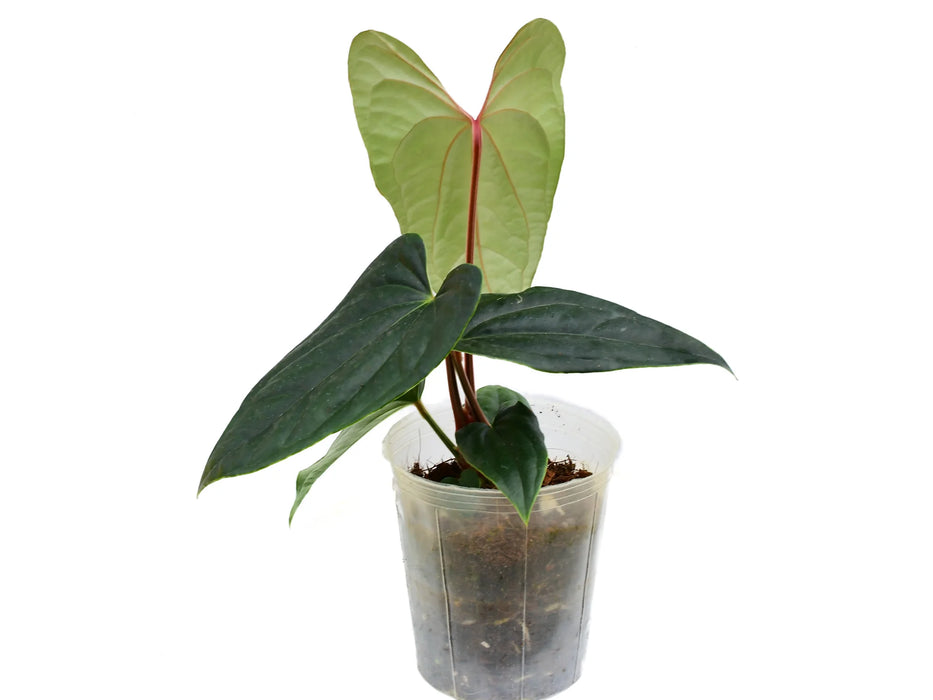 Anthurium Luxury Dreams 'Inverse crossing'