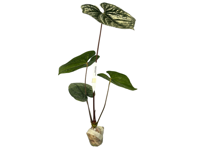 Anthurium Luxury Dreams 'Inverse crossing'