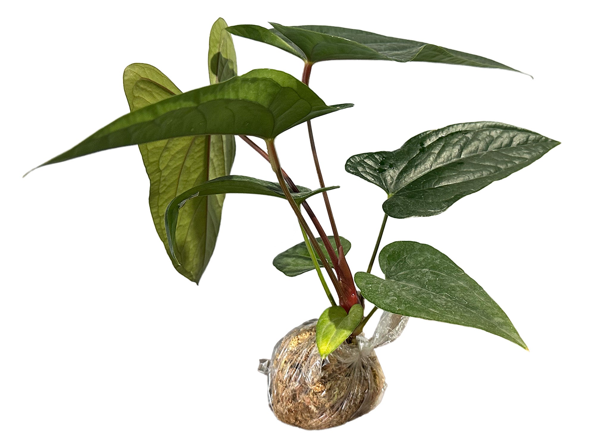Anthurium Luxury Dreams 'Inverse crossing' — Ecuagenera Orquídeas