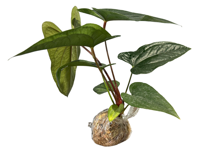 Anthurium Luxury Dreams 'Inverse crossing'