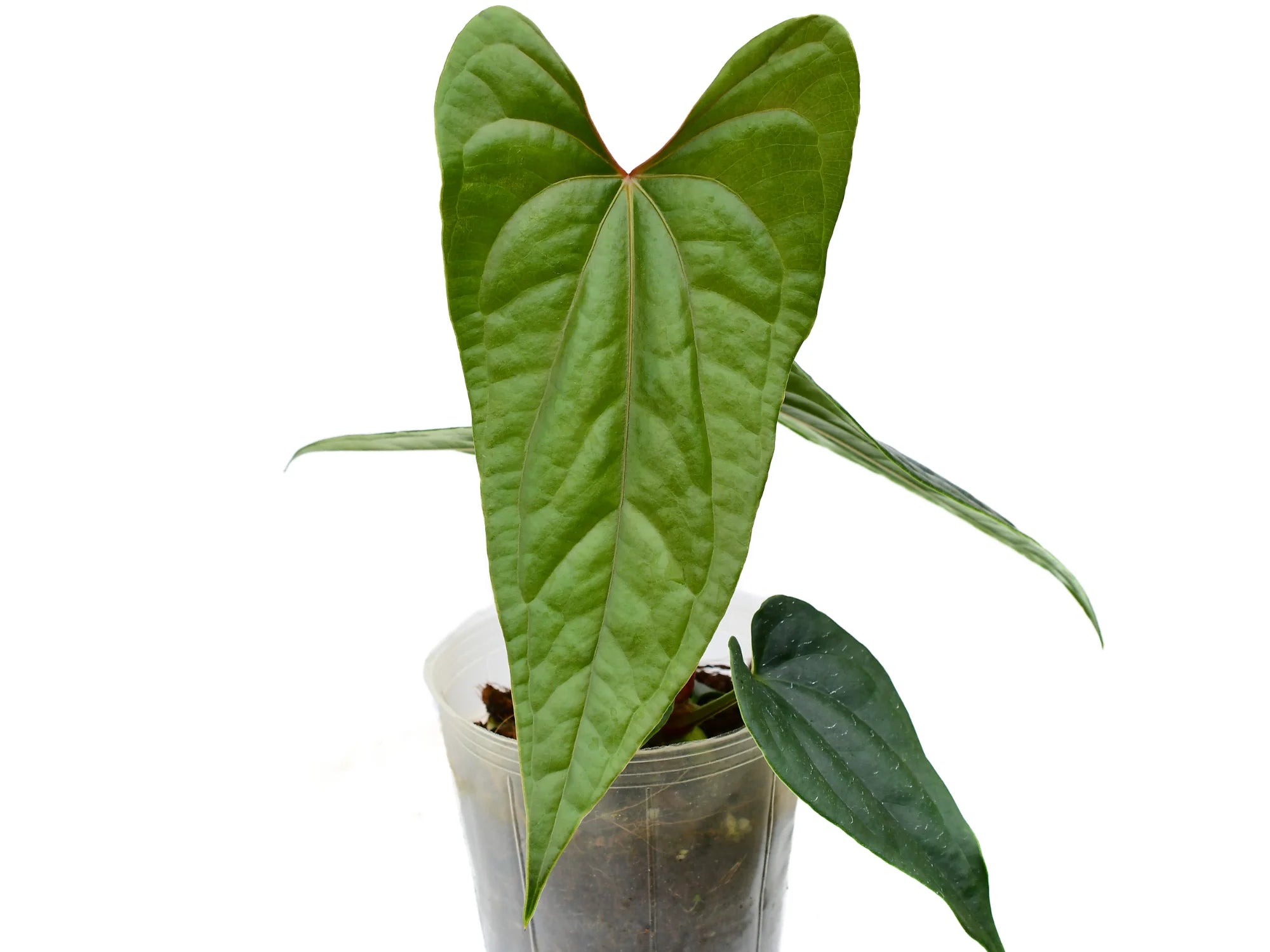 Anthurium Luxury Dreams 'Inverse crossing' — Ecuagenera Orquídeas