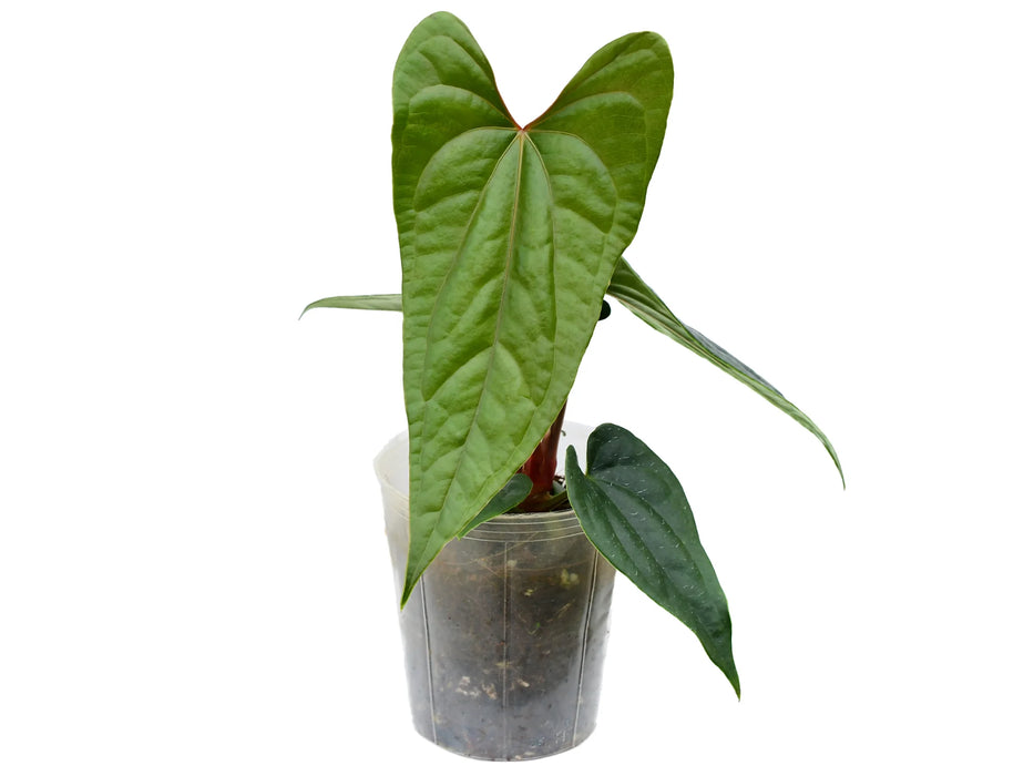 Anthurium Luxury Dreams 'Inverse crossing'