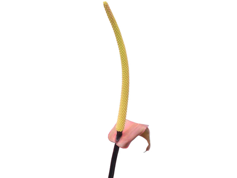 anthurium luxury dreams Anthurium Luxury Dreams — Ecuagenera Orquídeas del Ecuador