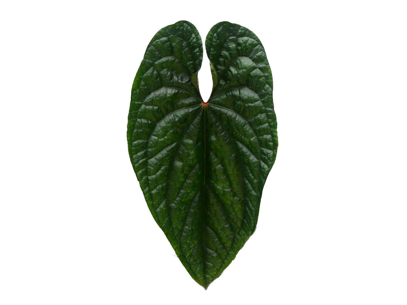 is anthurium expensive Anthurium Luxury Dreams
