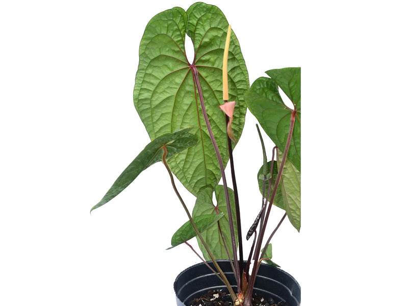 anthurium amazon luxury Anthurium Luxury Dreams