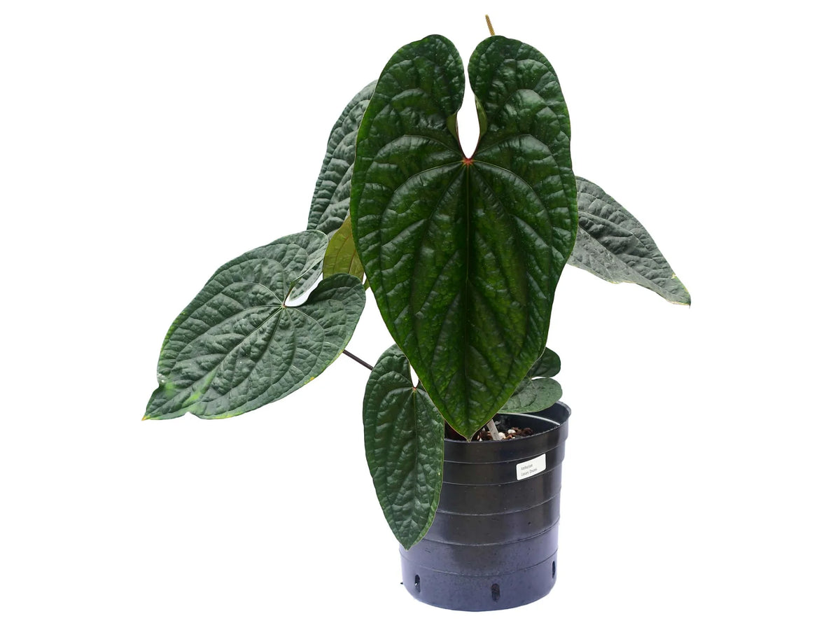 その他観葉植物 anthurium luxurious Anthurium luxurians 【公式通販】