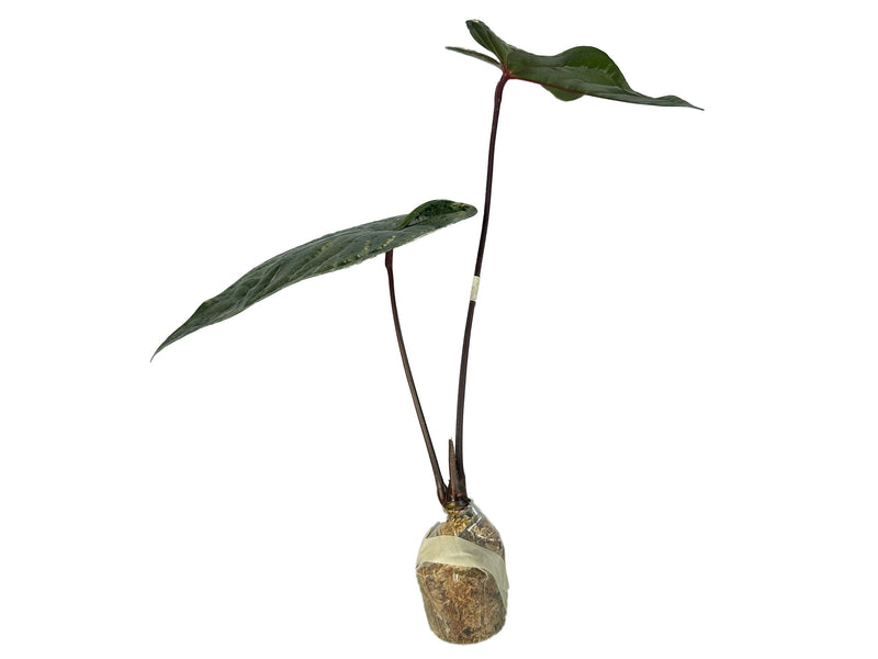 Anthurium Luxury Jungle 'Inverse crossing'