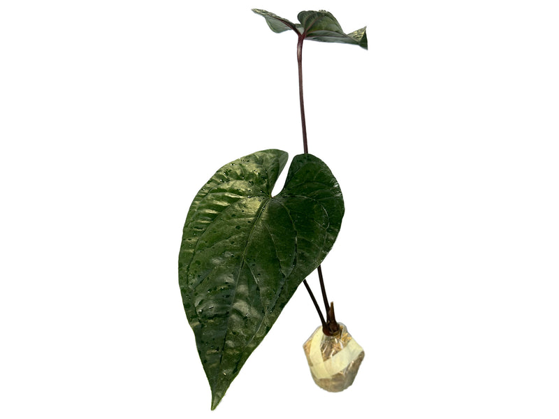 Anthurium Luxury Jungle 'Inverse crossing'