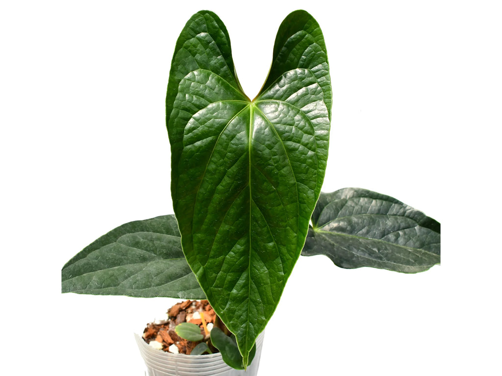 Anthurium_Luxury_Jungle_Invers