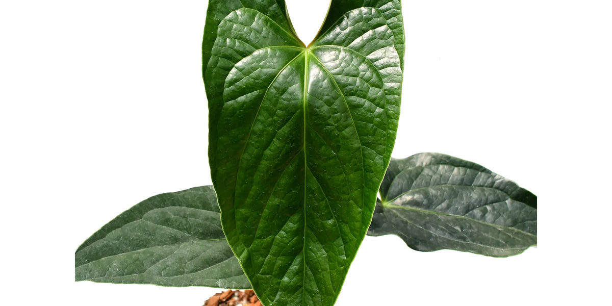 Anthurium Luxury Jungle 'Inverse crossing' — Ecuagenera Orquídeas Anthurium Luxury Jungle 'Inverse crossing' — Ecuagenera Orquídeas