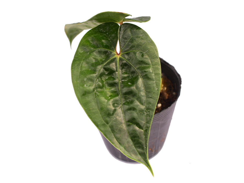 Anthurium Luxury Jungle (seedling)