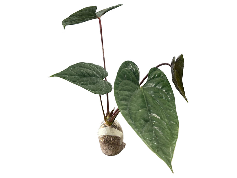 Anthurium Luxury Jungle