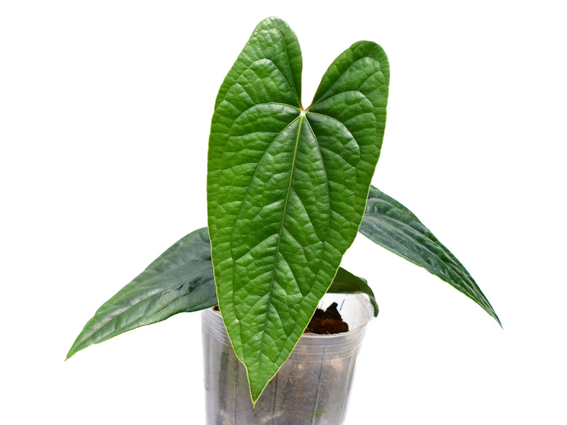 anthurium ecuadorensis Anthurium Luxury Jungle