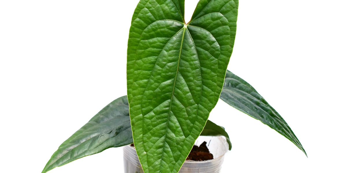 Anthurium Luxury Jungle — Ecuagenera Orquídeas del Ecuador