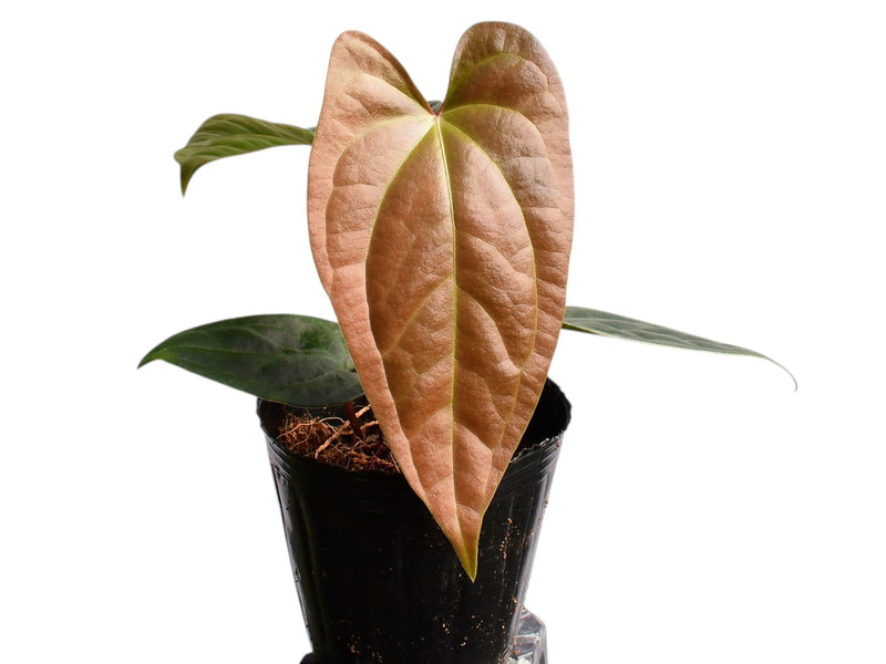 Anthurium Luxury Jungle x Anth. Black Anaconda