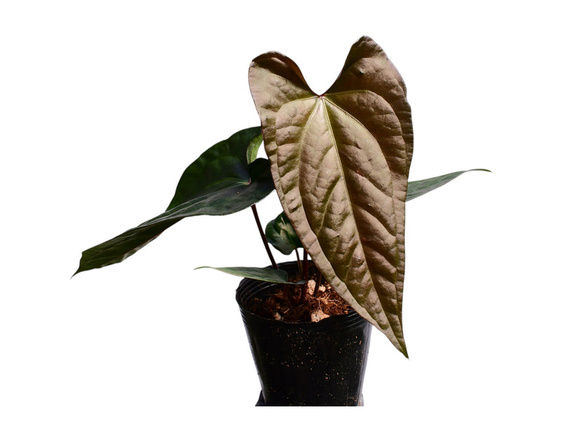 Anthurium Luxury Jungle x Anth. Black Anaconda