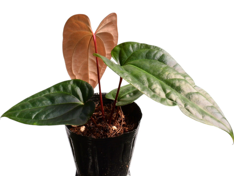 Anthurium Luxury Jungle x Anth. Black Anaconda