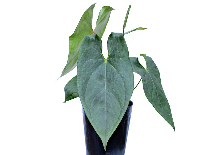 Anthurium Luxury Jungle x Anthurium forgetii