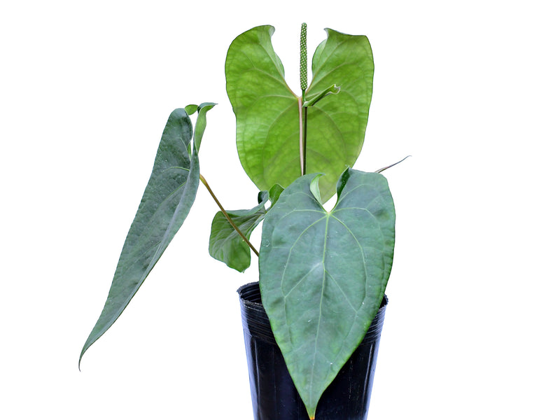 Anthurium Luxury Jungle x Anthurium forgetii