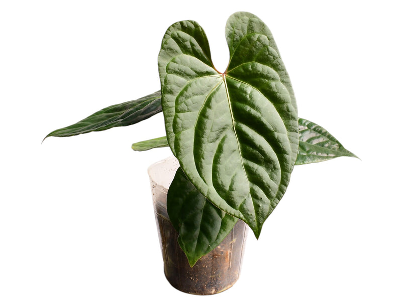 Anthurium Luxury Jungle x Anthurium Capibara
